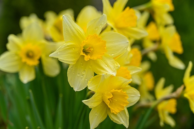 wild-daffodils-7106921_640.jpg